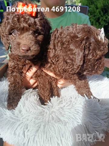 Пудел мини шоколад, снимка 10 - Пудели - 52889210