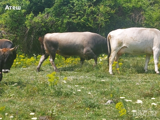 бикове и крави за продан, снимка 3 - Крави - 53992281