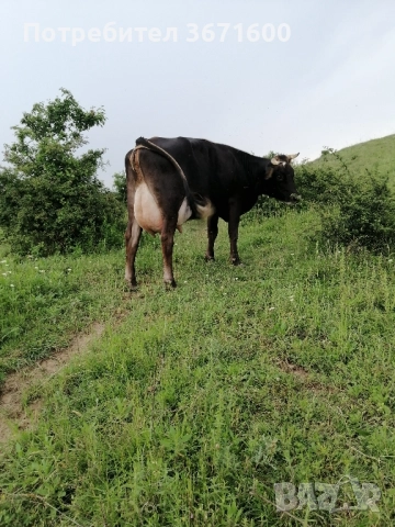 Продавам Крава и теле, снимка 2 - Крави - 52354162