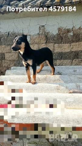 яг териерче , снимка 3 - Други - 53370347