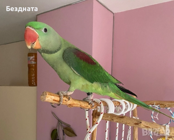 Голям Александър 