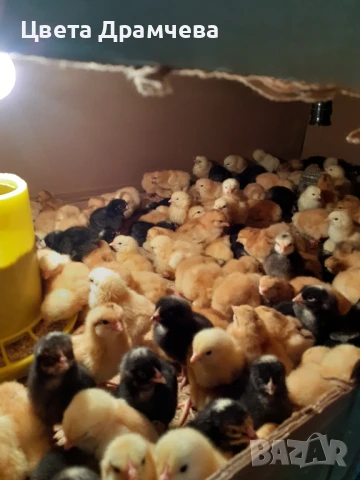 свободни малки пиленца, снимка 1