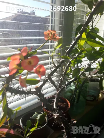 Христов венец/Исусов венец/цени в описанието , снимка 3 - Стайни растения - 48925731