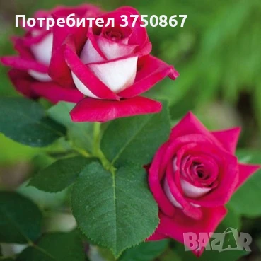 🌹 РОЗА 🌹Monica Bellucci® Meimonkeur 🌹, снимка 2 - Градински цветя и растения - 51155212