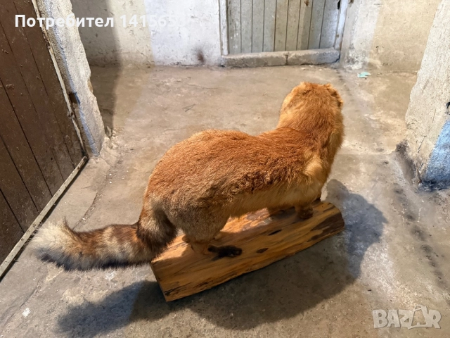 Продавам препарирана лисица, снимка 5 - Други ценни предмети - 52925497