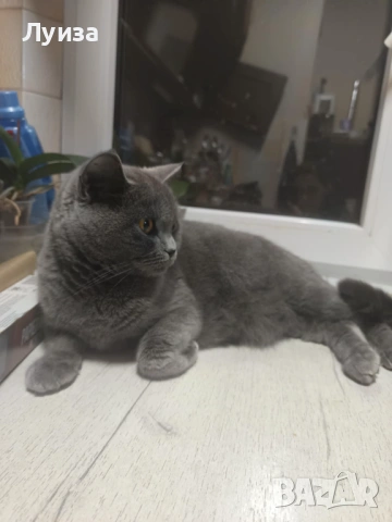 Продавам британки, снимка 9 - Британска късокосместа - 53459247