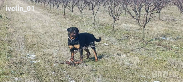 Продават се малки ротвайлерчера, снимка 3 - Ротвайлер - 53676581