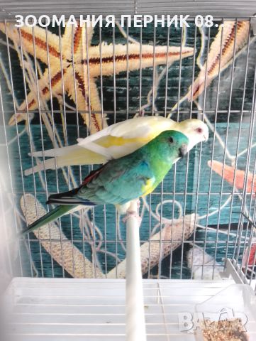 Пойни папагали - Мъжко и Женско - Поен папагал , снимка 2 - Папагали - 45858052