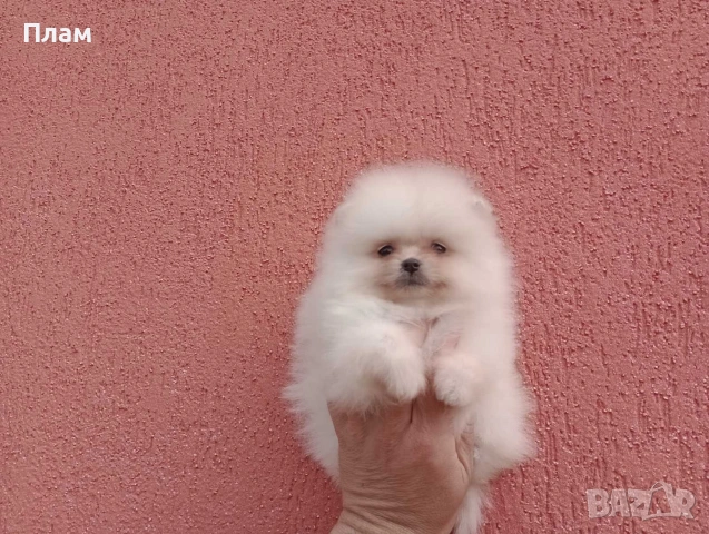 Померани.Реални снимки ! , снимка 6 - Померан - 54051834