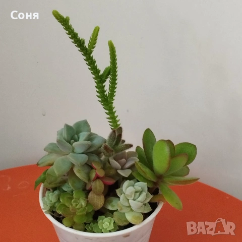 Сукуленти микс, вкоренени, снимка 8 - Стайни растения - 54008965