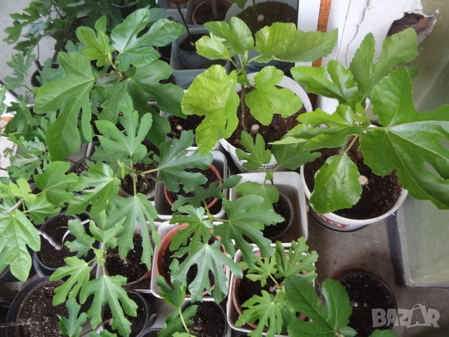 Смокини- 2 сорта в контейнери- Блек Мишън и Брънсуик, снимка 7 - Разсади - 54092194