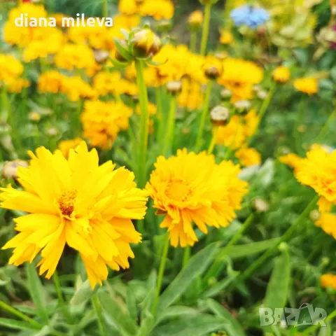 Кореопсис, Coreopsis Grandiflora 'Early Sunrise', снимка 16 - Градински цветя и растения - 39506437