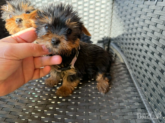 Йоркширски териер Актуално от 16.3.2026, снимка 2 - Йоркширски териер - 53682990