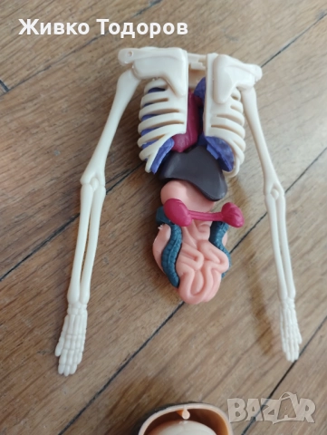 Образователна анатомична фигура - Човешко тяло 3D, 29.5см, снимка 9 - Образователни игри - 51702687