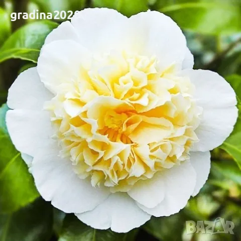 Камелия -Студоустойчива ,кичеста и вечнозелена Наличнични 2 цвята, снимка 3 - Разсади - 49499355