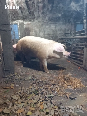 Прасе , снимка 2 - Прасета - 53276074