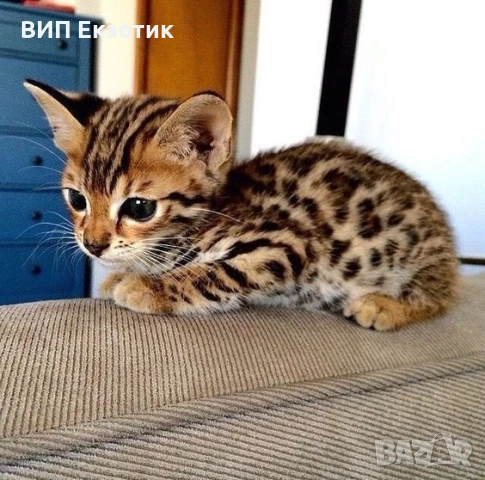 ПРОДАВА БЕНГАЛСКИ КОТЕТА