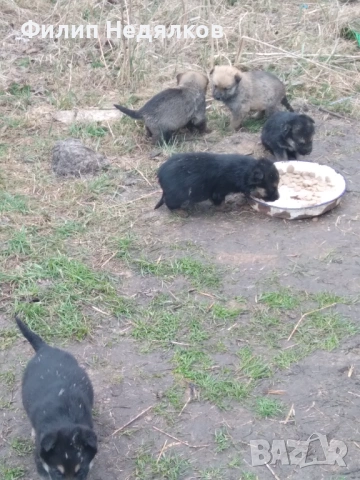 Малки женски овчарки , снимка 2 - Немска овчарка - 53717942