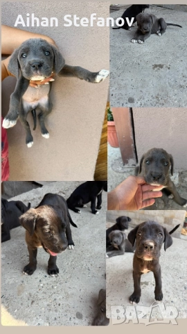 Чистокръвни Кане Корсо , снимка 1