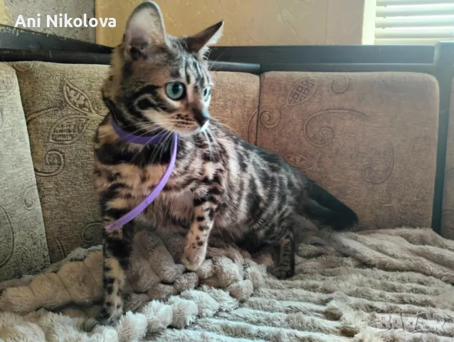 Бенгалска котка, снимка 5 - Бенгалски - 50322283