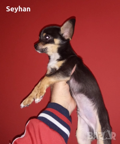 Куче пинчер чихуахуа 