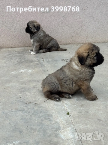 Кавказка овчарка, снимка 4 - Кавказка овчарка - 53921804