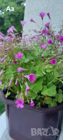 Продавам цветя Детелина Оксалис – 5 бр големи саксии, снимка 6 - Разсади - 49995561