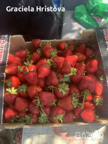 Продавам здрав разсад ягоди  целогодишни , снимка 8 - Сортови семена и луковици - 53945514