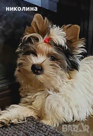 продавам йоркширски териери , снимка 4 - Йоркширски териер - 53470966