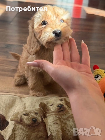 Кокер шпаньол 