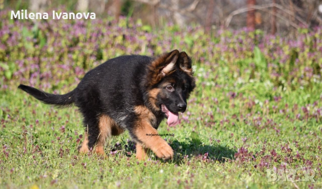 Женска немска овчарка с дълъг косъм от развъдник , снимка 7 - Немска овчарка - 54174191
