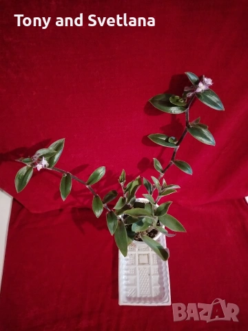 Стайни цветя- Хоя /Восъчниче (Hoya Carnosa), Сансевиера мини, Хлорофитум, Традесканции Pale Puma , снимка 14 - Стайни растения - 53572534