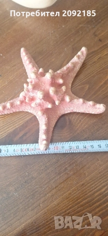 Миди,корали, снимка 9 - Други ценни предмети - 51854663