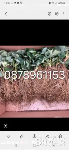 Разсад ягоди целогодишни , снимка 15 - Разсади - 49884414