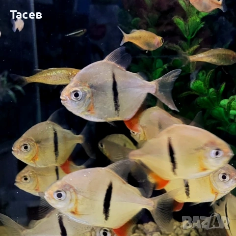 Милеус шомбургки 5-6см