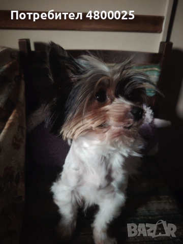  Бивер Йоркширски териер , снимка 3 - Йоркширски териер - 54237083