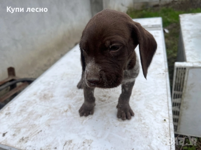 Кученца за трюфели , снимка 14 - Други - 51565937