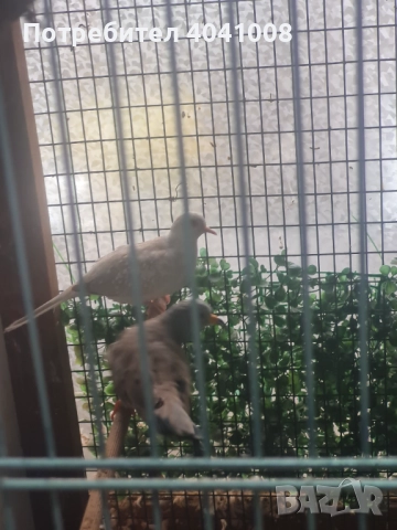 Диамантени гугутки , снимка 4 - Гълъби - 52350681