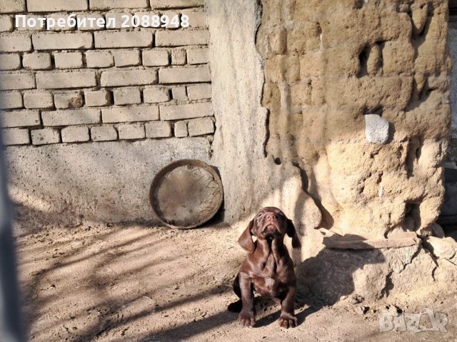 Женски дратхар, снимка 8 - Дратхаар - 52846305