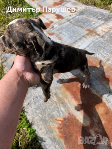 Малки потбулчета , снимка 3 - Питбул - 54251823