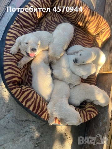 Чистокръвни Голдън ретривър , снимка 1