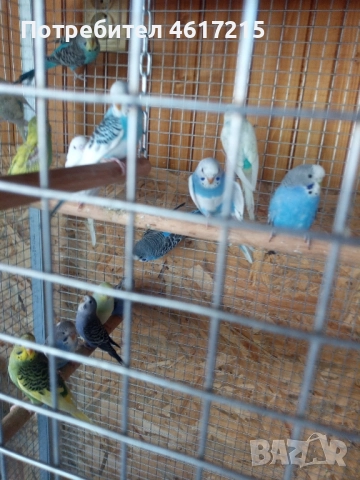 Вълнисти папагали . 20 лв. за брой, снимка 7 - Папагали - 51985070