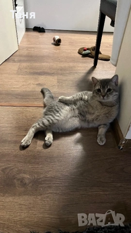 Коте с британски произход , снимка 2 - Британска късокосместа - 53614005