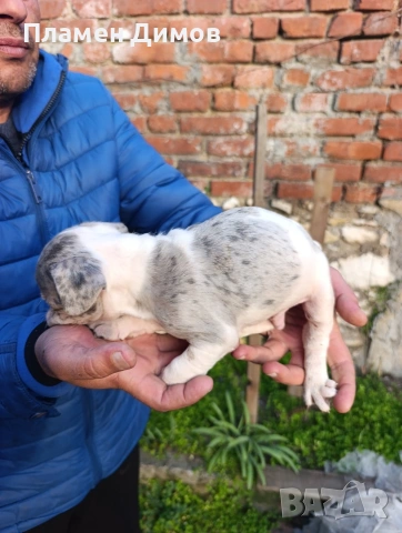 френски булдог синьо , снимка 14 - Френски булдог - 53878507