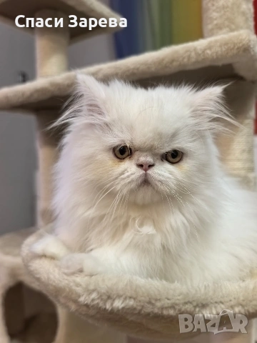 продавам персийско коте женско, снимка 5 - Други - 54196854