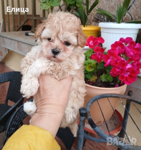 Малтипу момиче и момче, снимка 2 - Пудели - 51832511