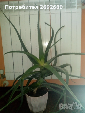 Голямо дървовидно лечебно алое-80см.височина , снимка 8 - Стайни растения - 51288532