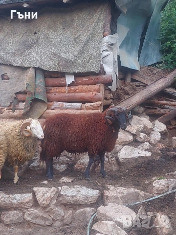 коч кочове овце , снимка 15 - Овце - 53624151