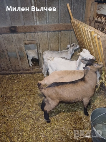 ярета за клане или разплод 