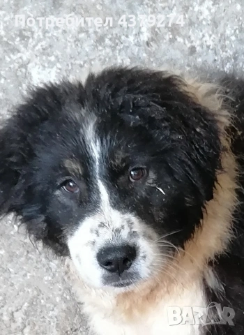 чистопородни овчарски кученца , снимка 5 - Каракачанска овчарка - 54031076